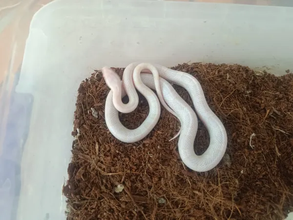 🔥 Üst Düzey Corn Snake Morfları – Kaçırılmayacak Fırsat! - Balıkesir konumunda Satılık ilan