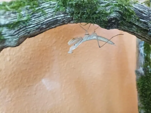 Mantis Religiosalar sınırlı sayıda üretim canlılar 2