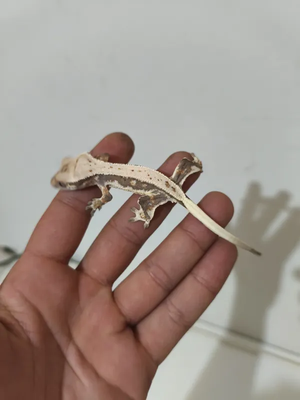 Crested ve Leopard Geckolar 5