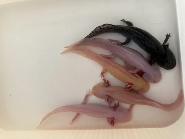 5 adet büyük boy axolotl - İstanbul konumunda Satılık ilan