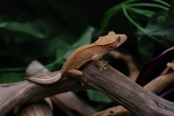 Red Phantom Crested Geckolar - İzmir konumunda Satılık ilan