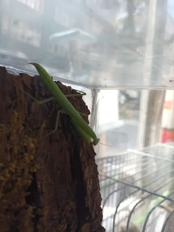 Mantis Religiosalar sınırlı sayıda üretim canlılar - Bursa konumunda Satılık ilan