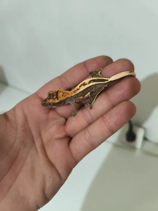 Crested ve Leopard Geckolar 3