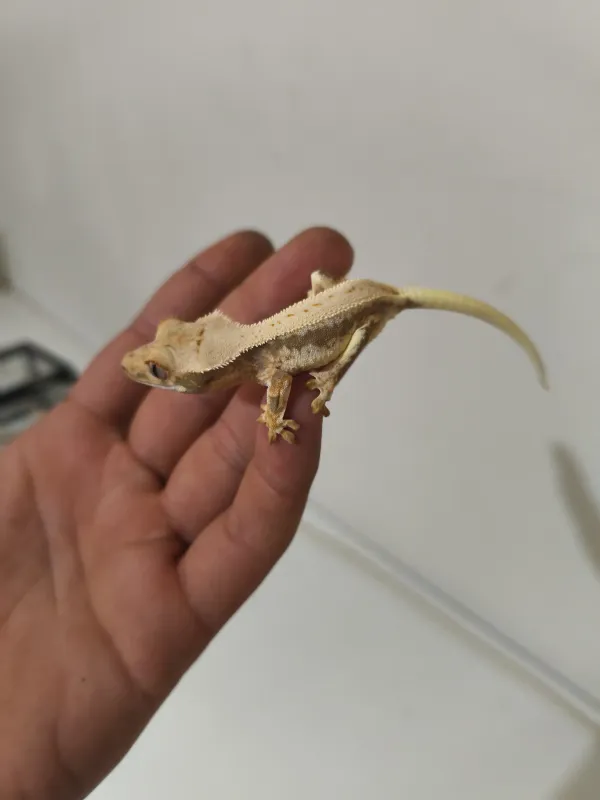 Crested ve Leopard Geckolar 4