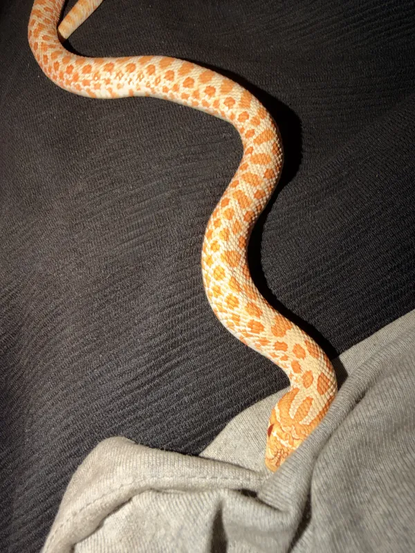 Satılık Albino Hognose - Antalya konumunda Satılık ilan