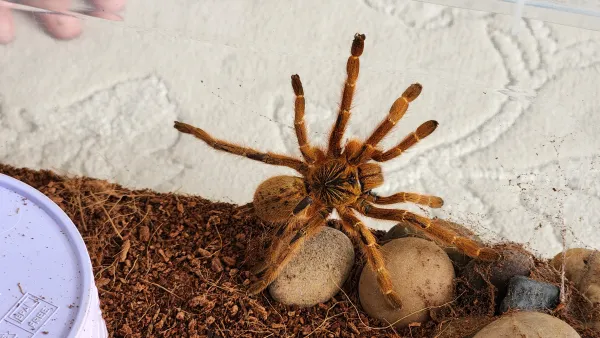 Pterinochilus murinus(orange baboon) juvenile - İstanbul konumunda Satılık ilan
