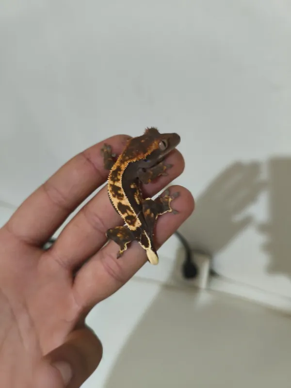 Crested ve Leopard Geckolar 2