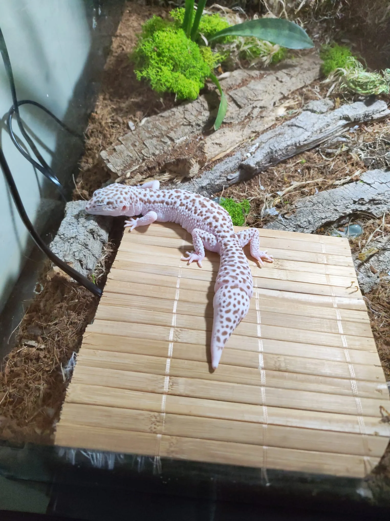 Dişi Leopard Gecko