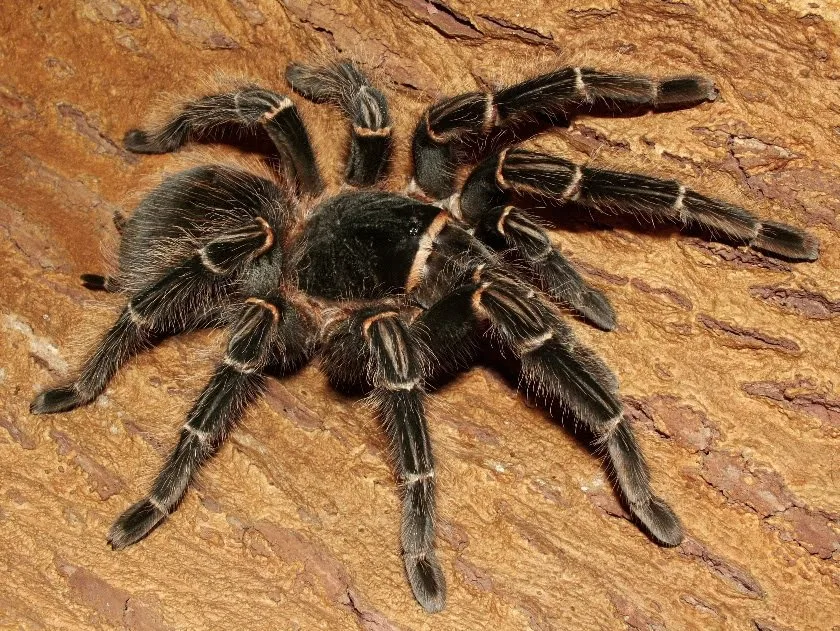 Lasiodora Parahybana Slingleri