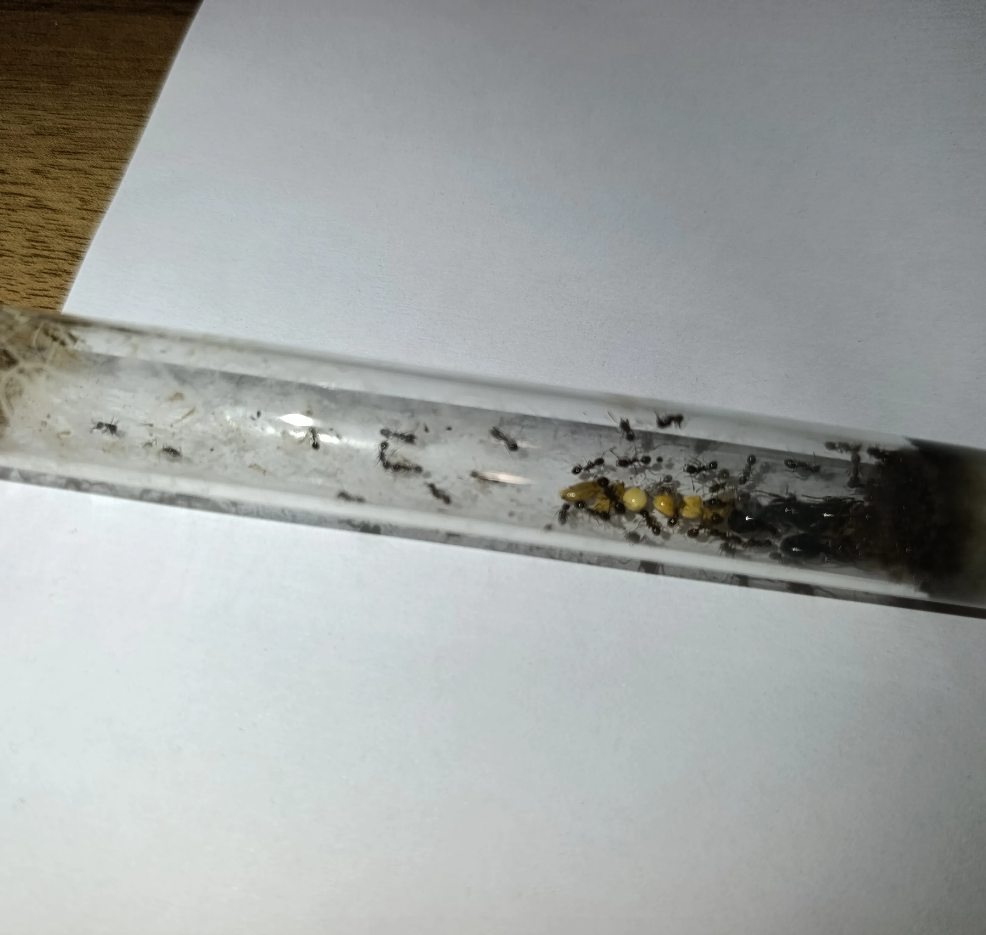 3 Kraliçeli Multi Messor Kolonisi