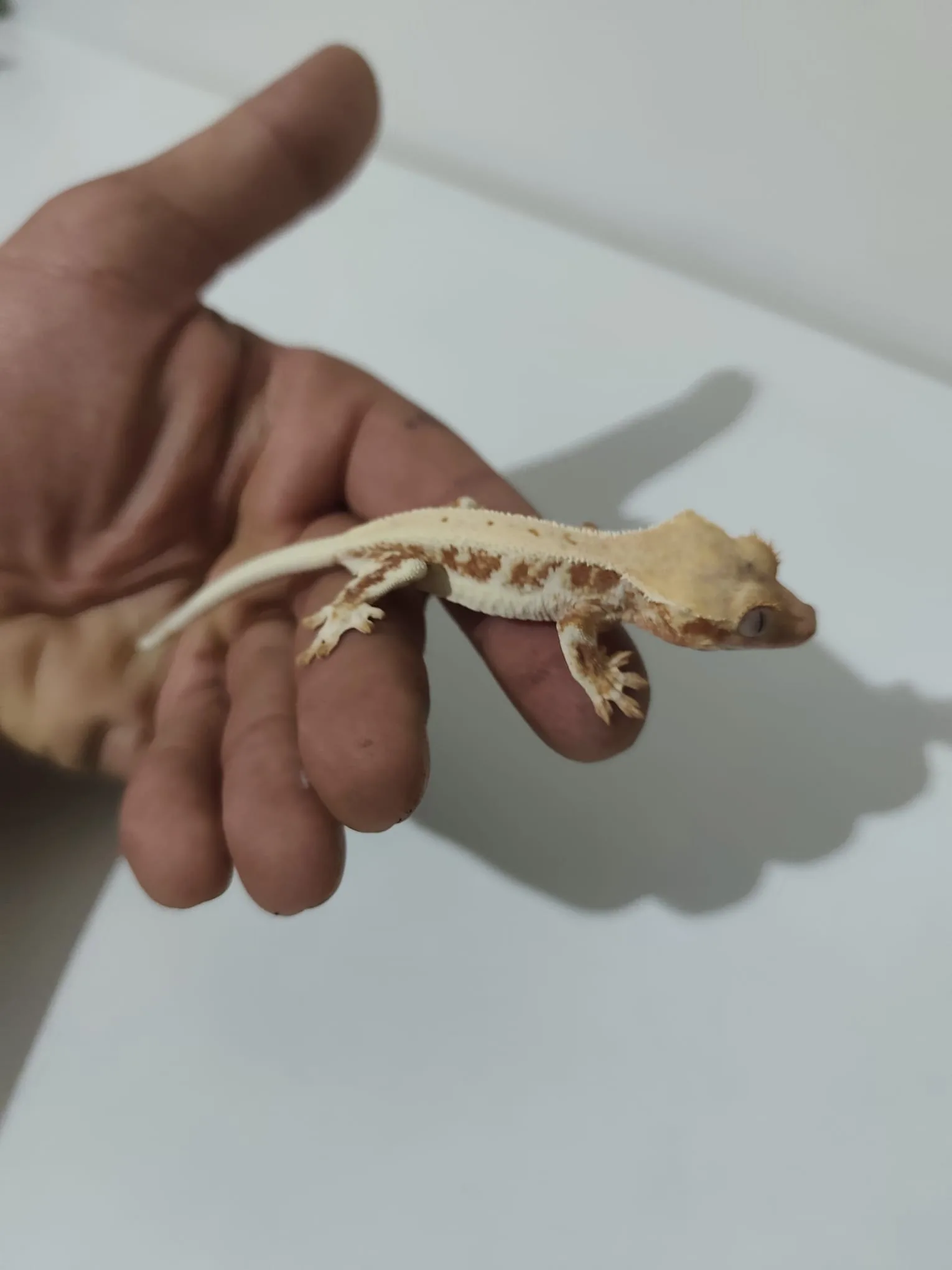 Evcil Crested Geckolar