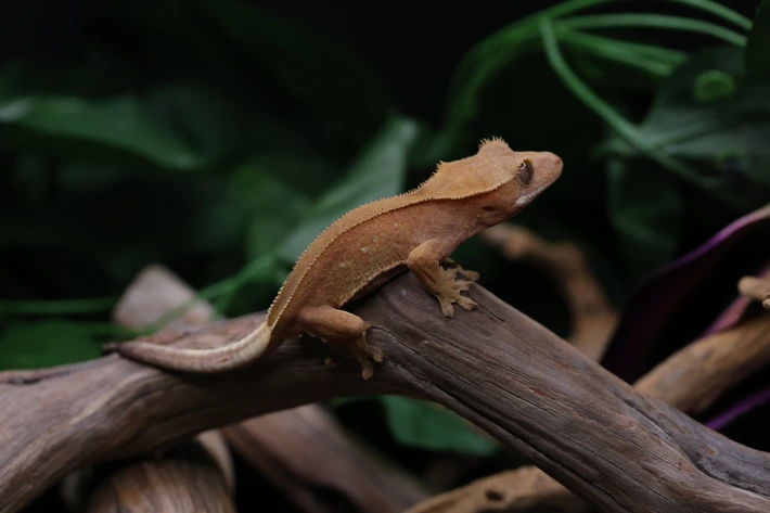 Red Phantom Crested Geckolar