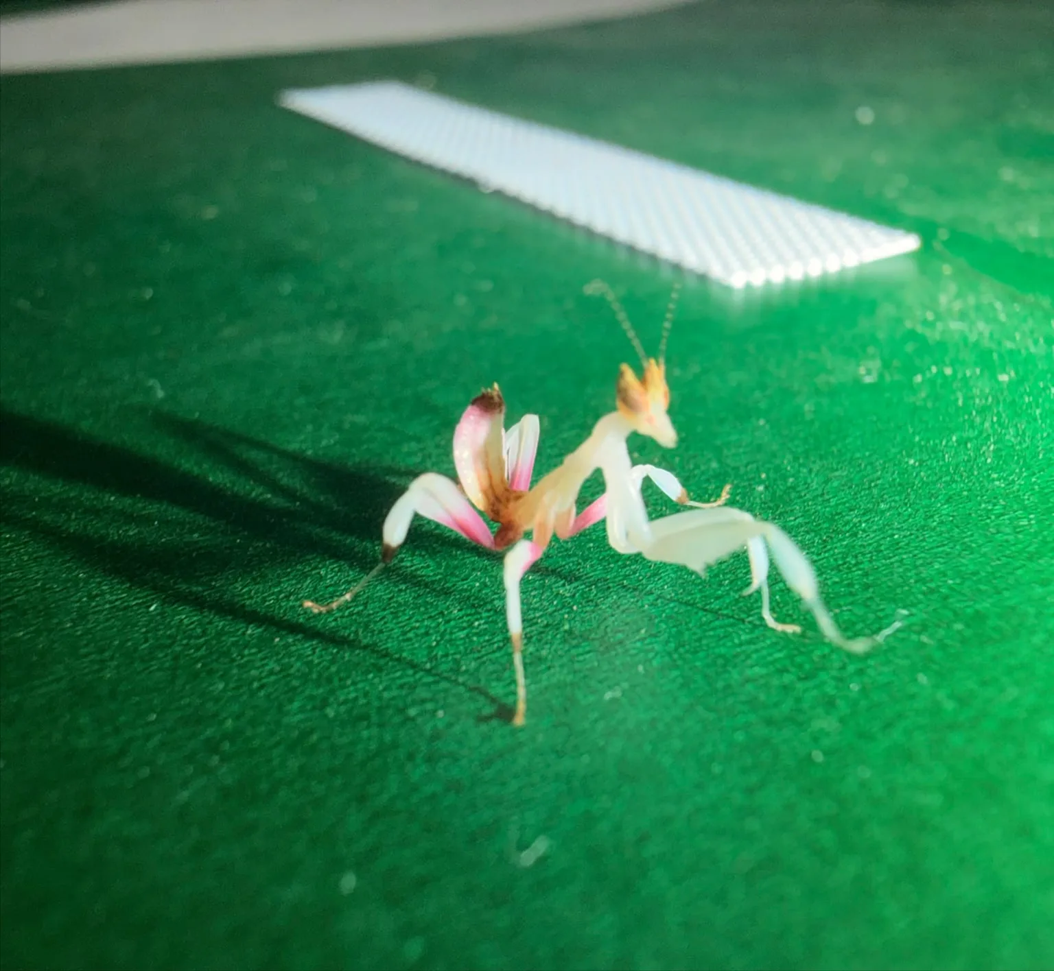 Orkide Mantis (Hymenopus Coronatus)