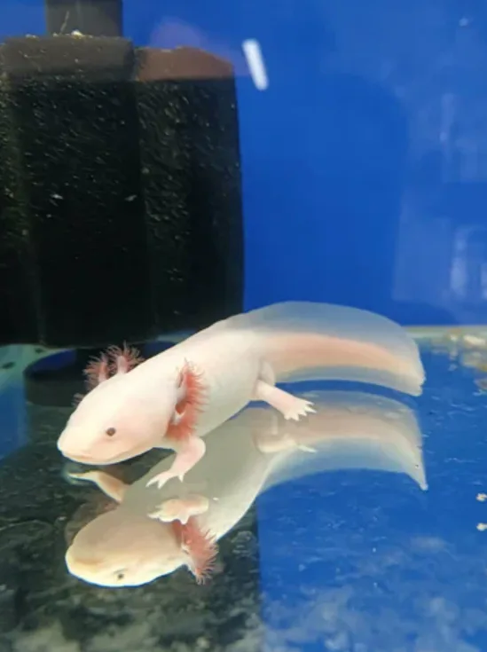 Aksolotl 2 aylık