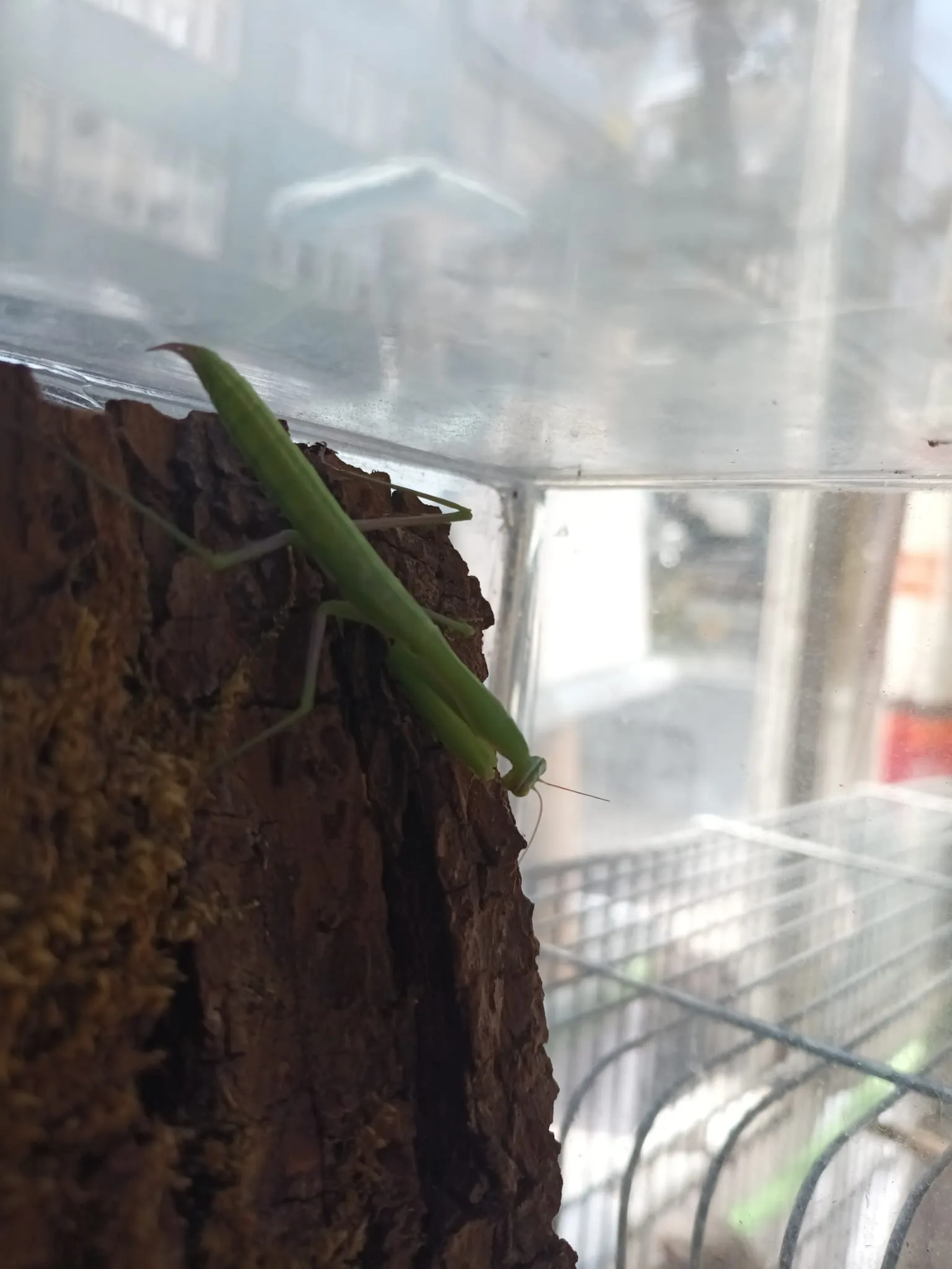 Mantis Religiosalar sınırlı sayıda üretim canlılar