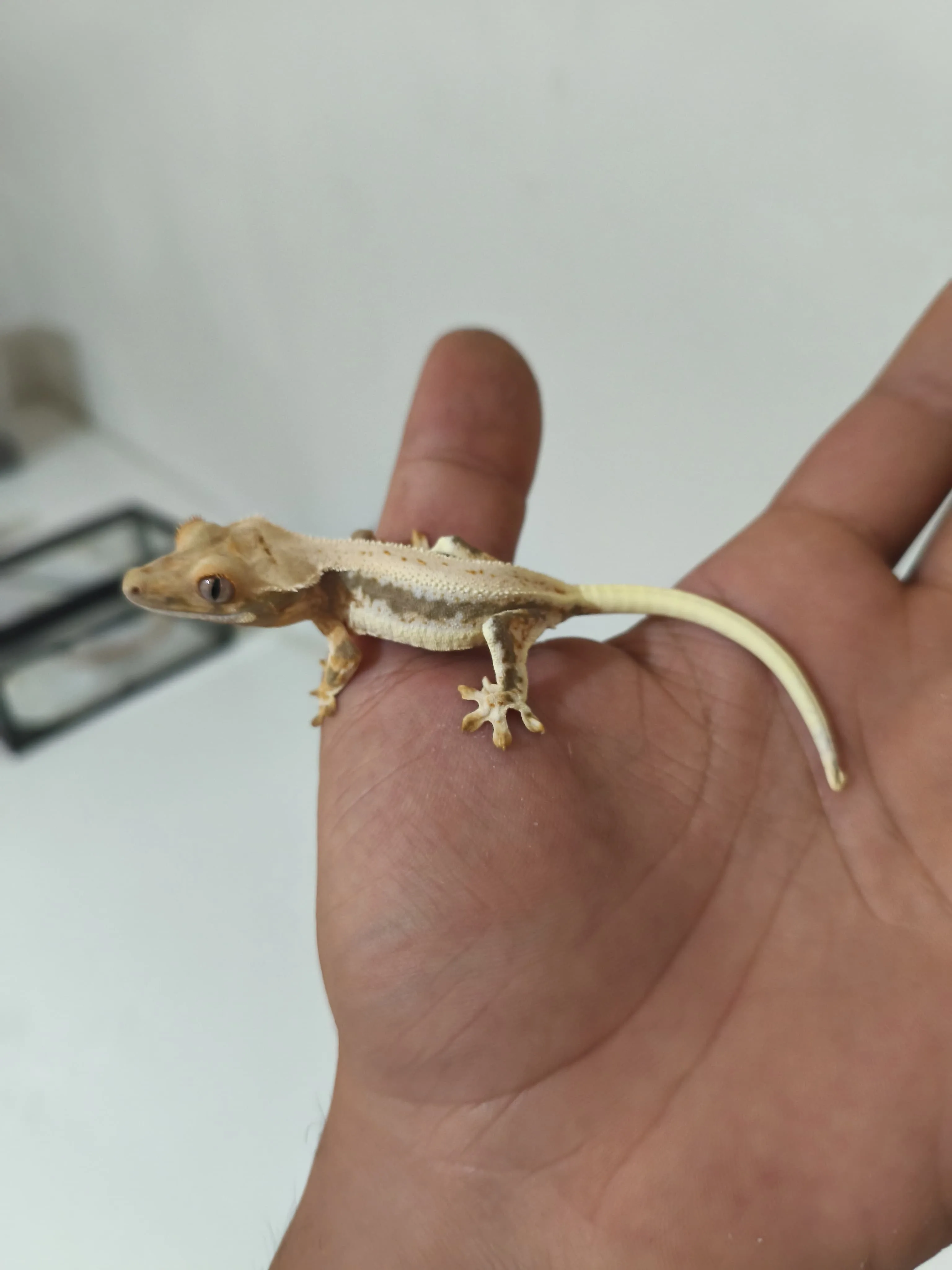 Crested ve Leopard Geckolar