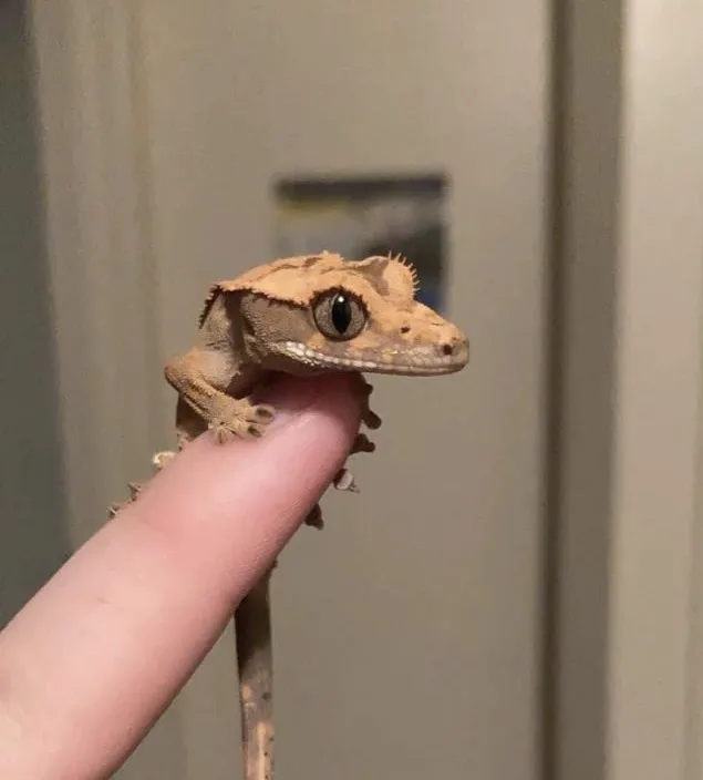 SUPER KALITE CRESTED GECKOLAR