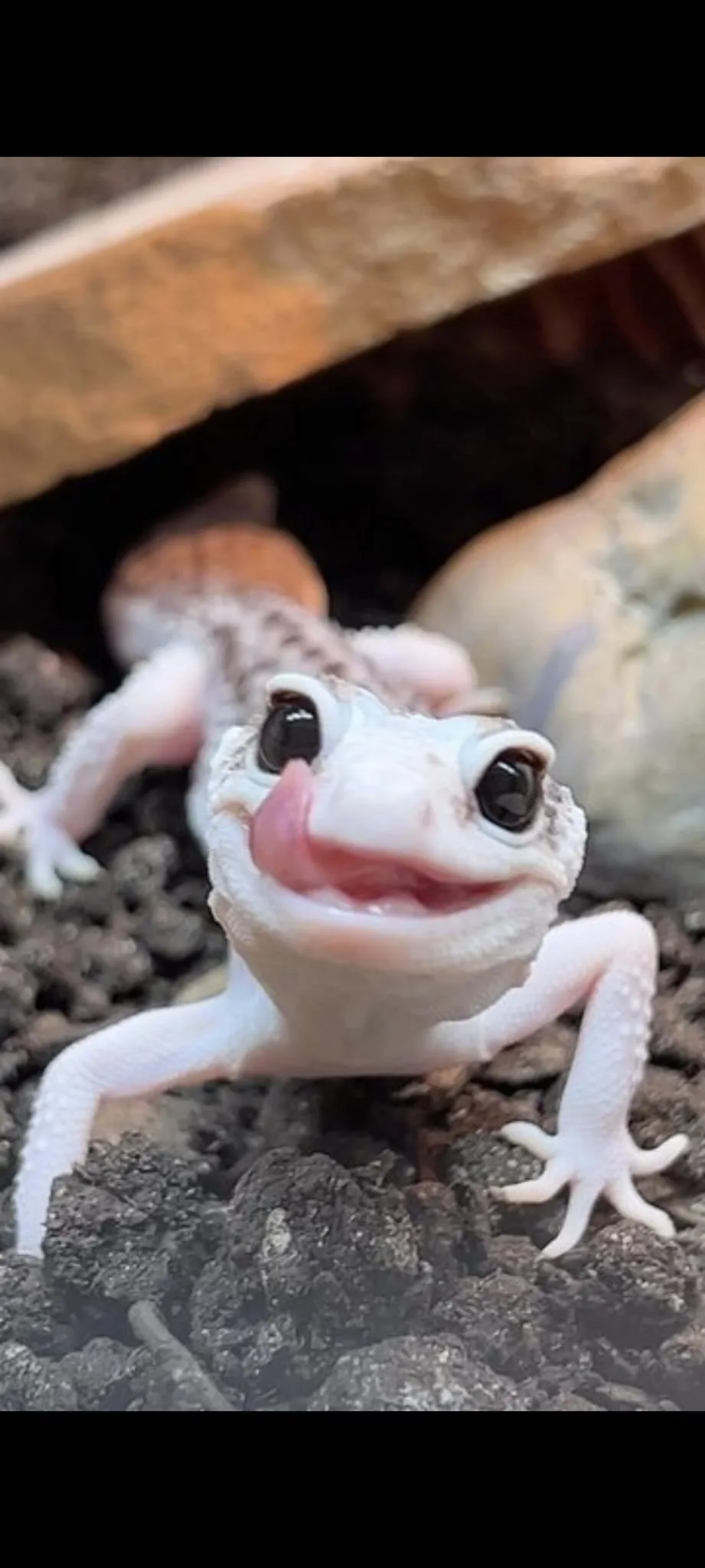 3 yaşında ve 11 aylık gecko