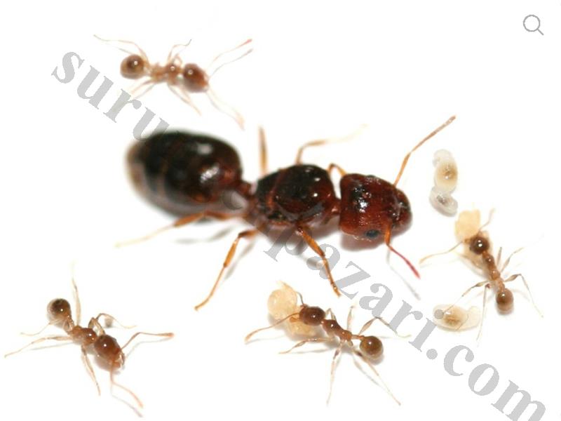Pheidole Pallidula TEK KRALİÇE YUMURTALI