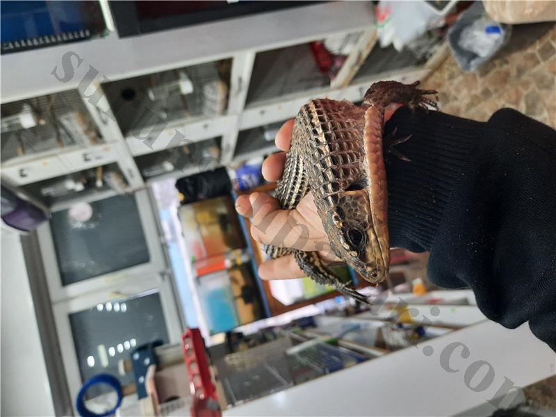 çipli belgeli sudan zırhlı kertenkele