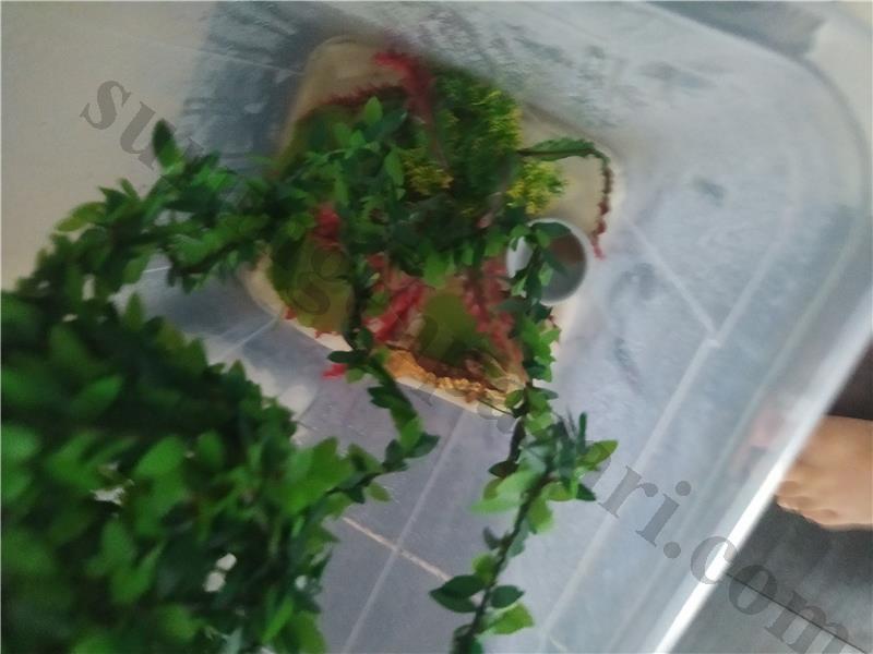Herşeyi ile birlikte inanılmaz sağlıklı crested gecko