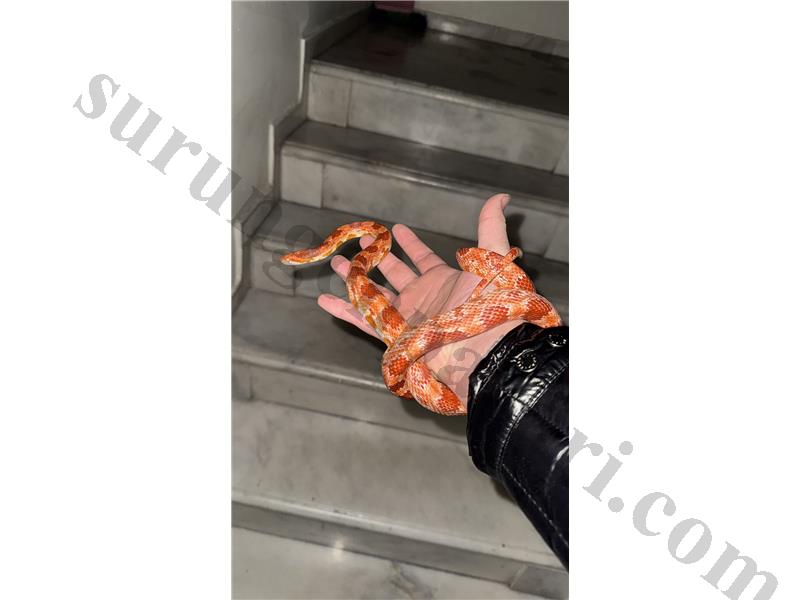 Üretimlik yetişkin dişi corn  1.30 metre 