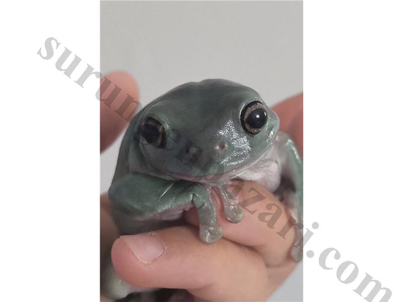 Blue Tree Frog LİTORİA 