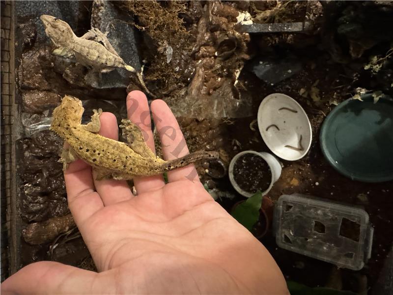 Crested gecko satilik. 