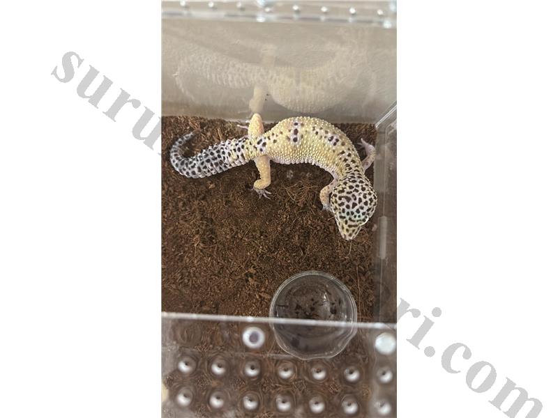 YETİŞKİN LEOPARD GECKO ACİL SATILIK