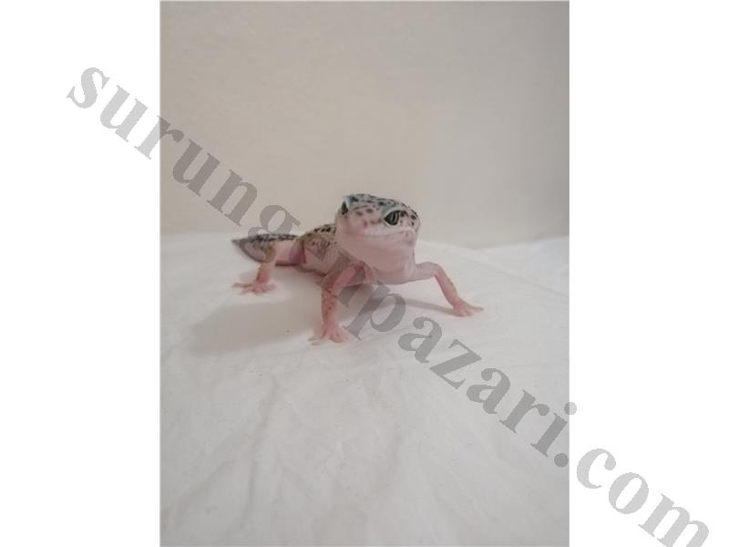6 AYLIK LEOPARD GECKO