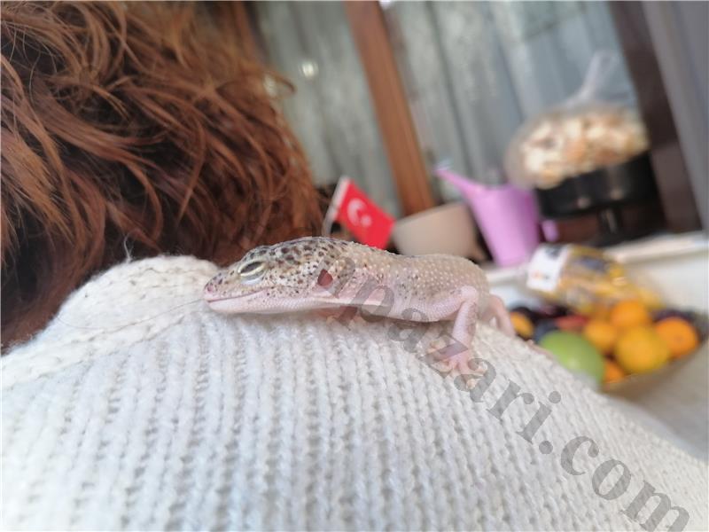 Satılık dişi leopard gecko