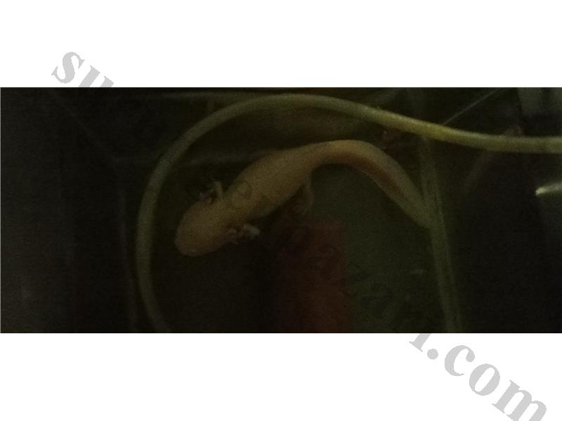 2.5 yaşında adult axolotl albino gold