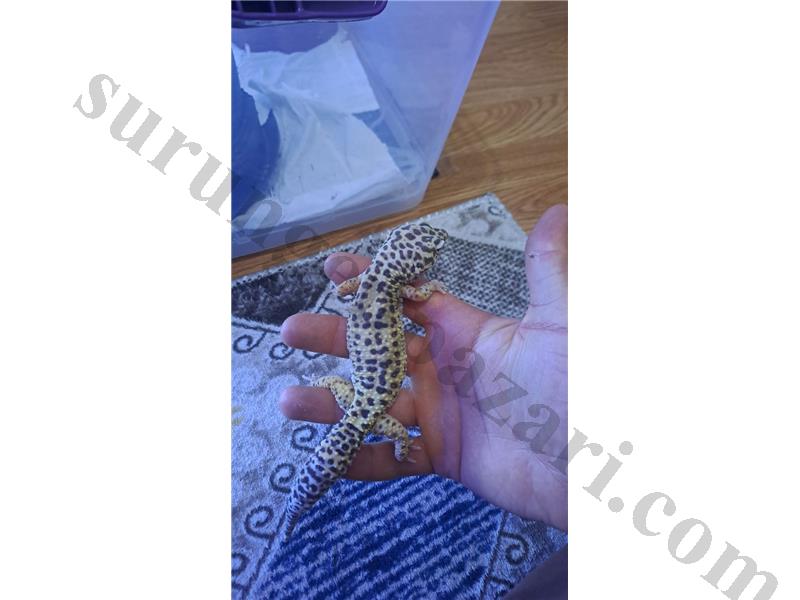 Mack Snow Morph Leopard Gecko yeni sahibini bekliyor!