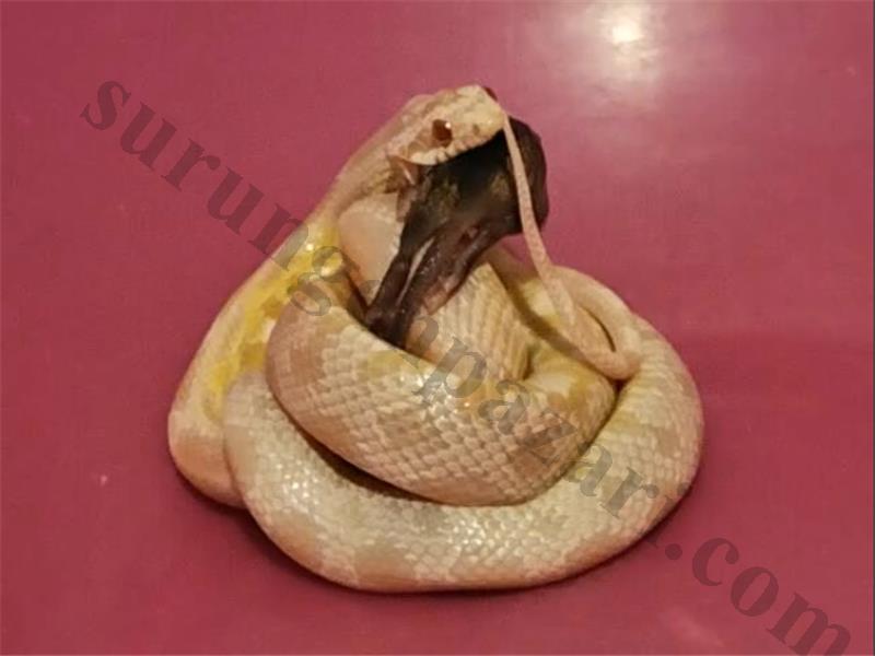8 aylık snow corn snake 