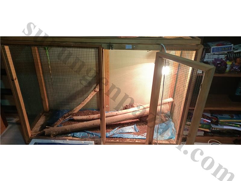 Herşeyi ile sağlıklı İguana