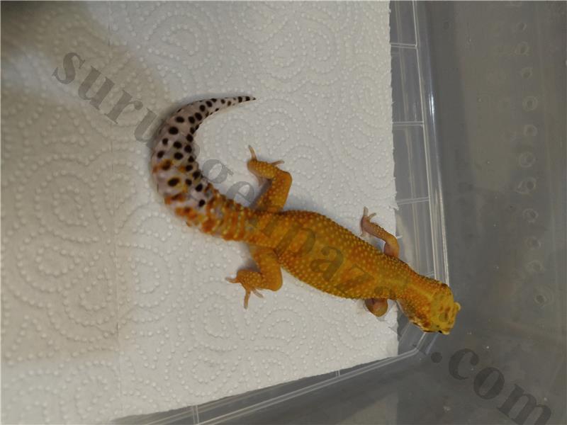 YURTDIŞI GELME NADİR LEOPARD GECKO