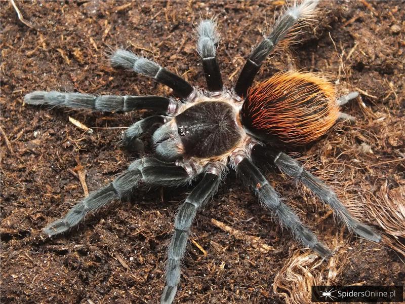 VAGANS ve PUMPKİN PATCH SLİNGLERİ