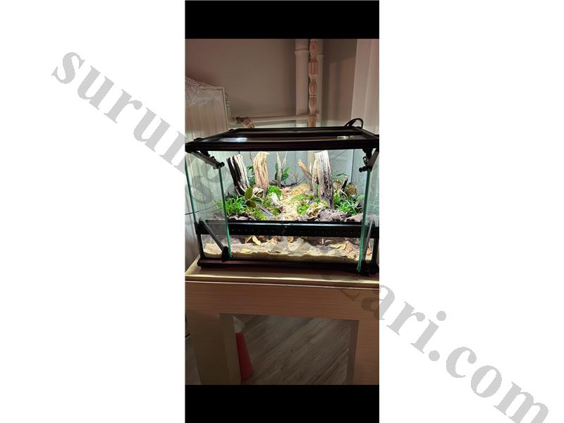 Vampir Yengeç ve Exo Terra Terraryum