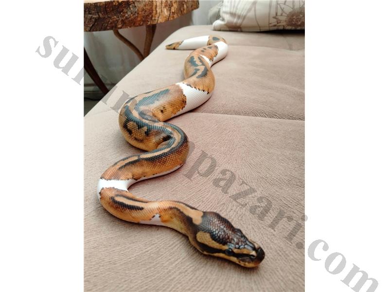 Pied Ball Python