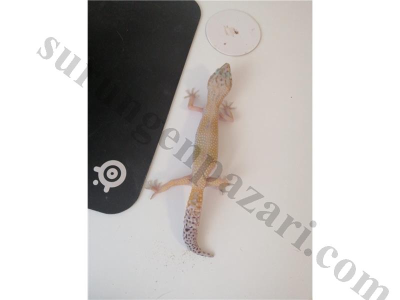 ++++ LEOPARD GECKOLAR +++ Saglikli Uygun