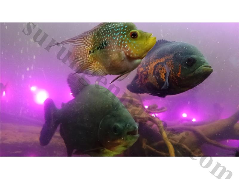 Açıklamada TimsahB, Bişiri, Oscar vs (İzmir İçi)Whatsapp