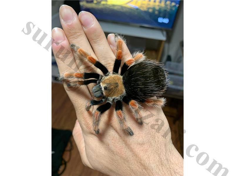 Brachypelma Boehmei 0.1 L11-L12