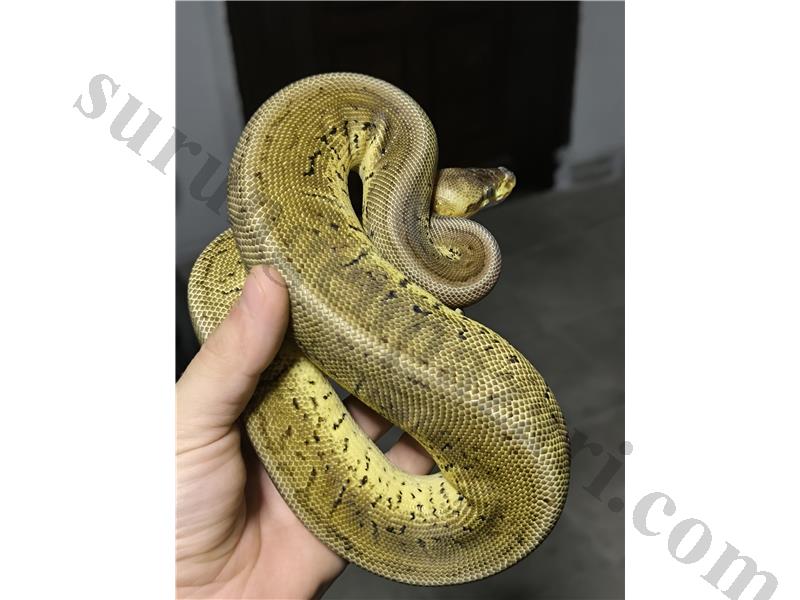 Ball Python lemonblast 