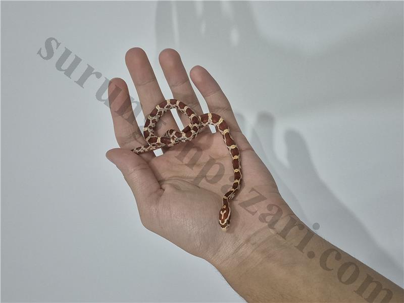 YAVRU MISIR YILANLARI