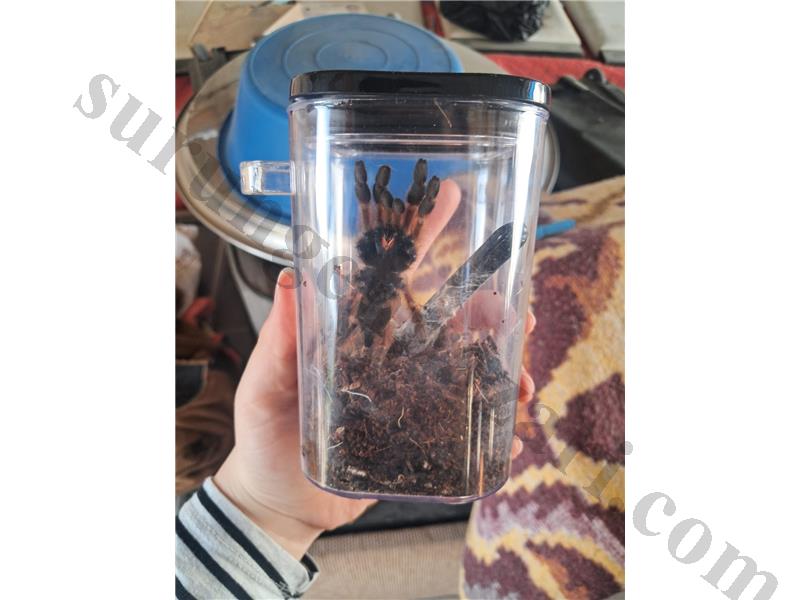Tarantula
