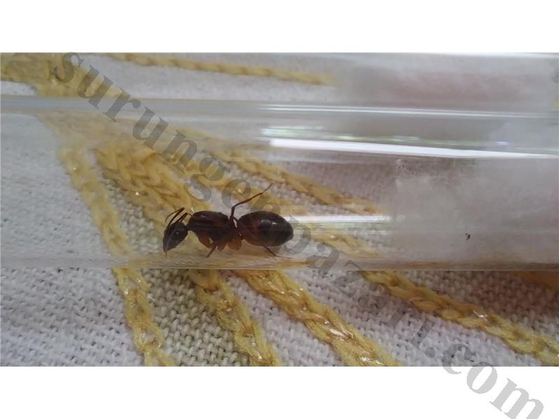Camponotus fellah kraliçeleri 