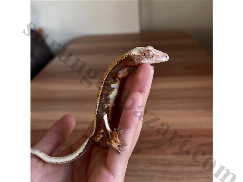 ÖZEL MORPH CRESTED GECKO