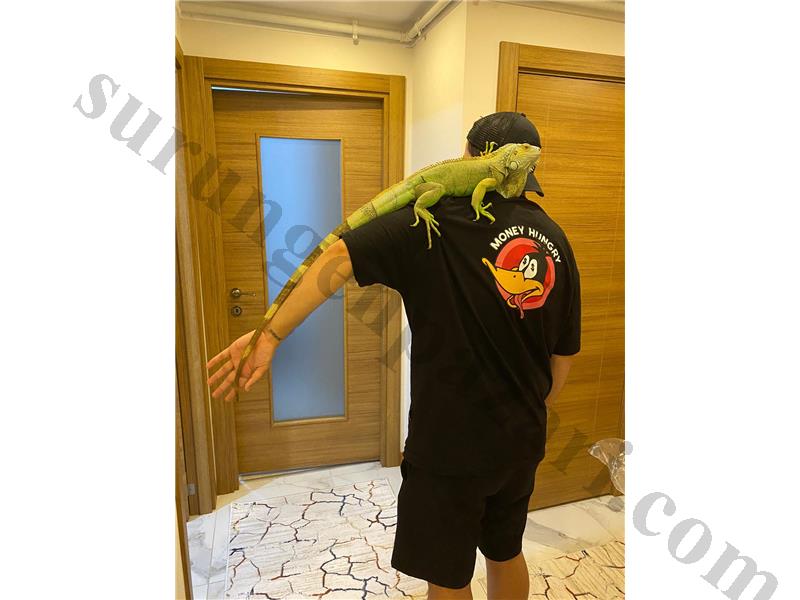 DEV İGUANA CİTES BELGELİ FATURALI