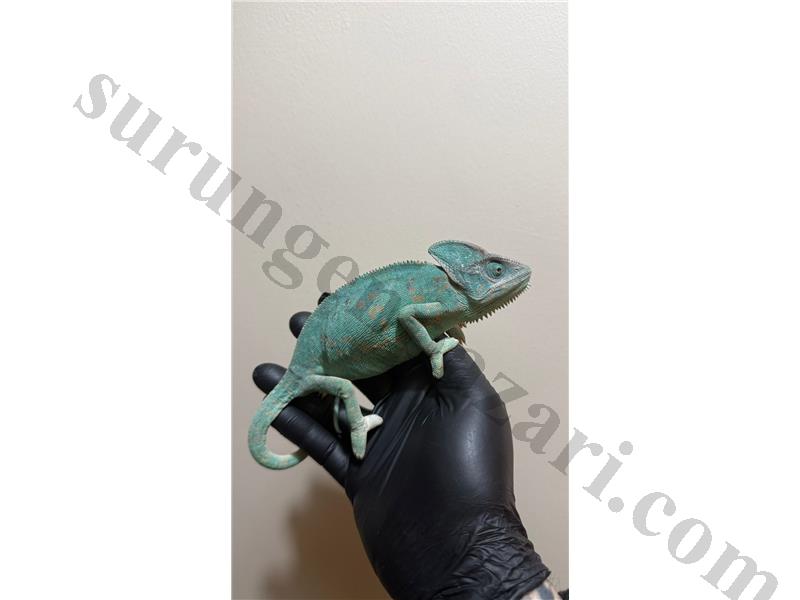 ADULT YEMEN BUKALEMUNLAR