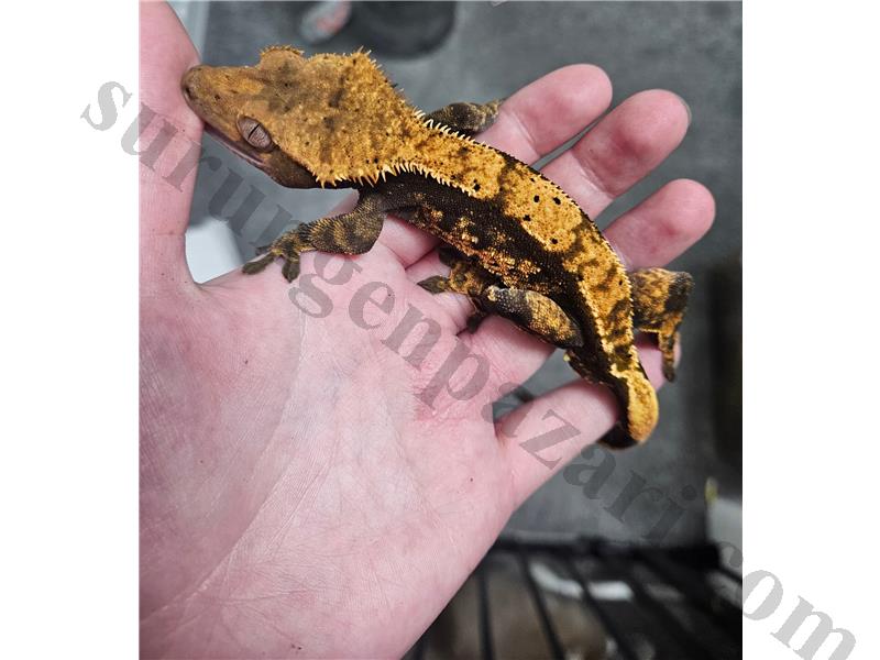Evcil Yavru - Adult Crested Geckolar
